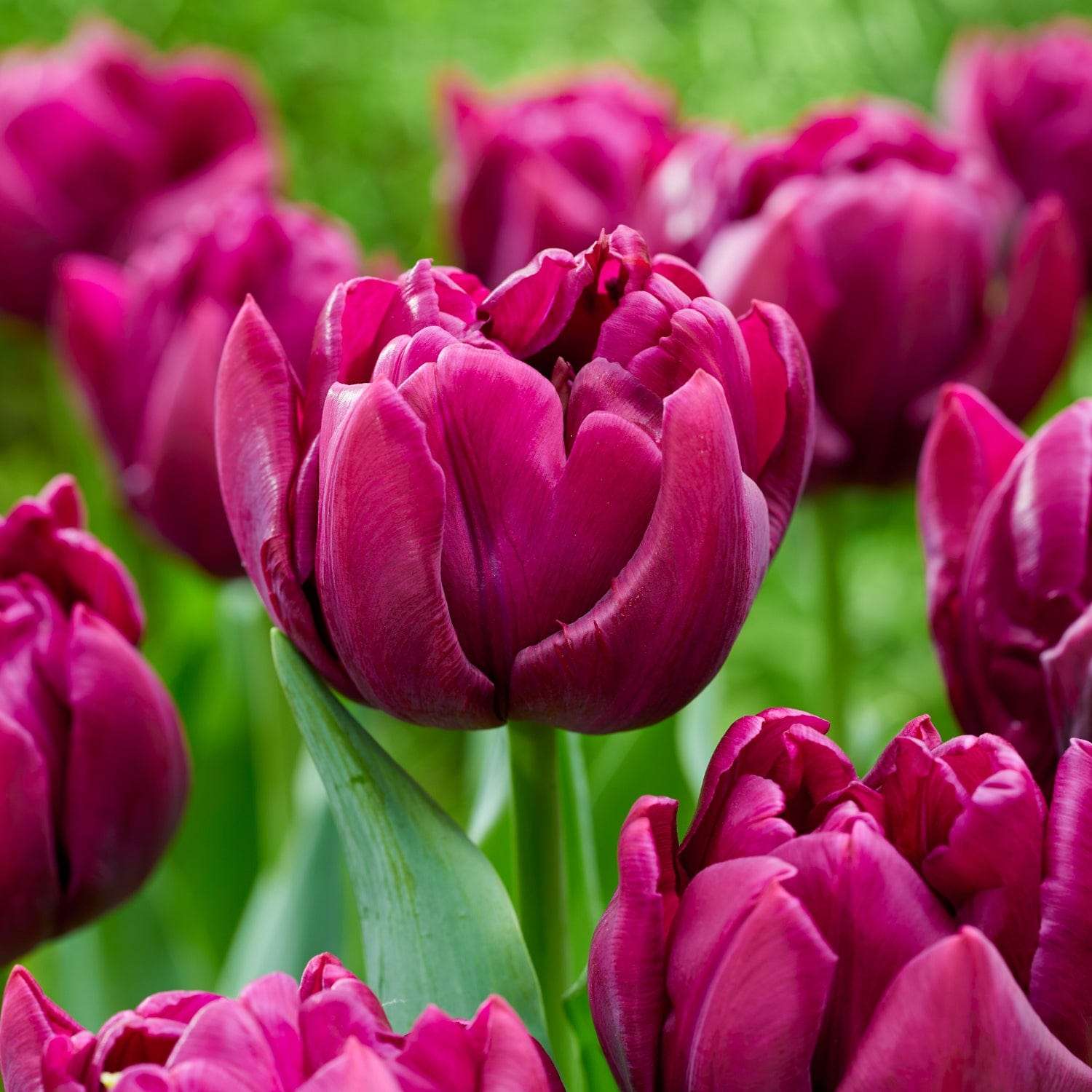 Tulipe 'Alison Bradley'